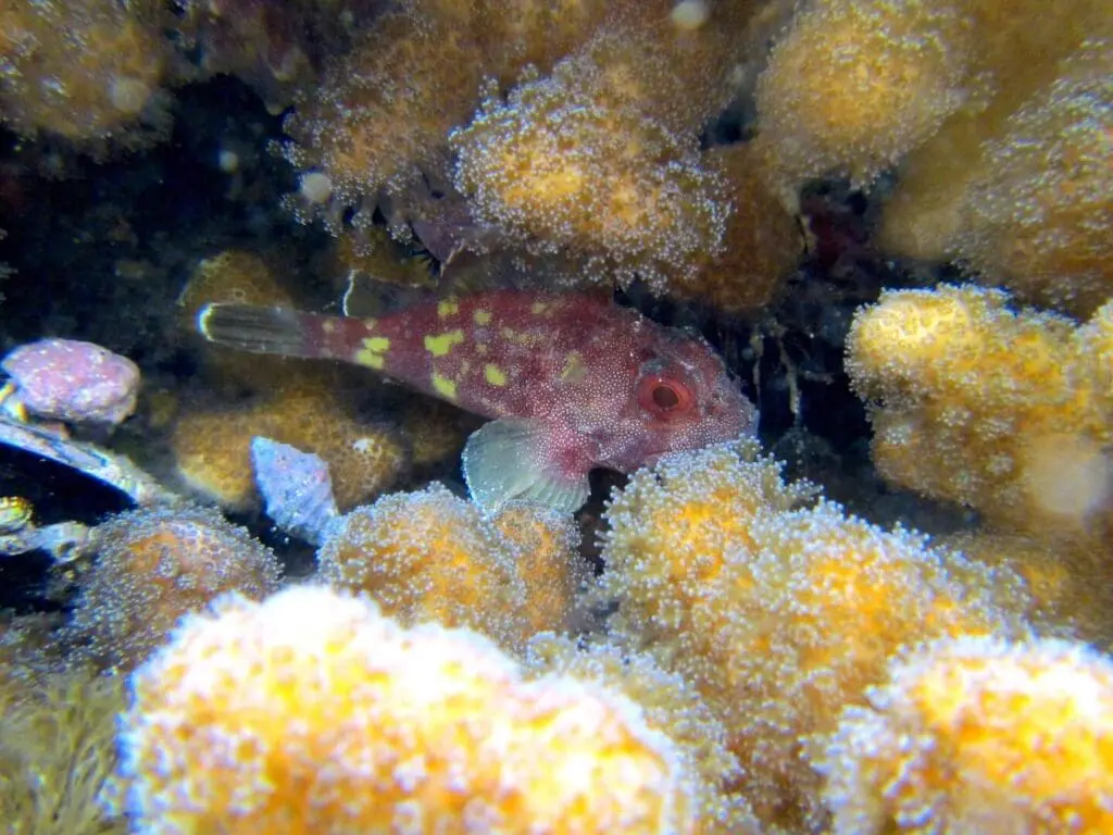 scorpionfish