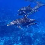 A group of dolphins swim underwater in the clear blue sea near Dubrovnik, showcasing the vibrant wildlife.