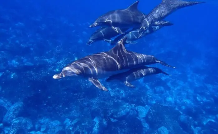 A group of dolphins swim underwater in the clear blue sea near Dubrovnik, showcasing the vibrant wildlife.