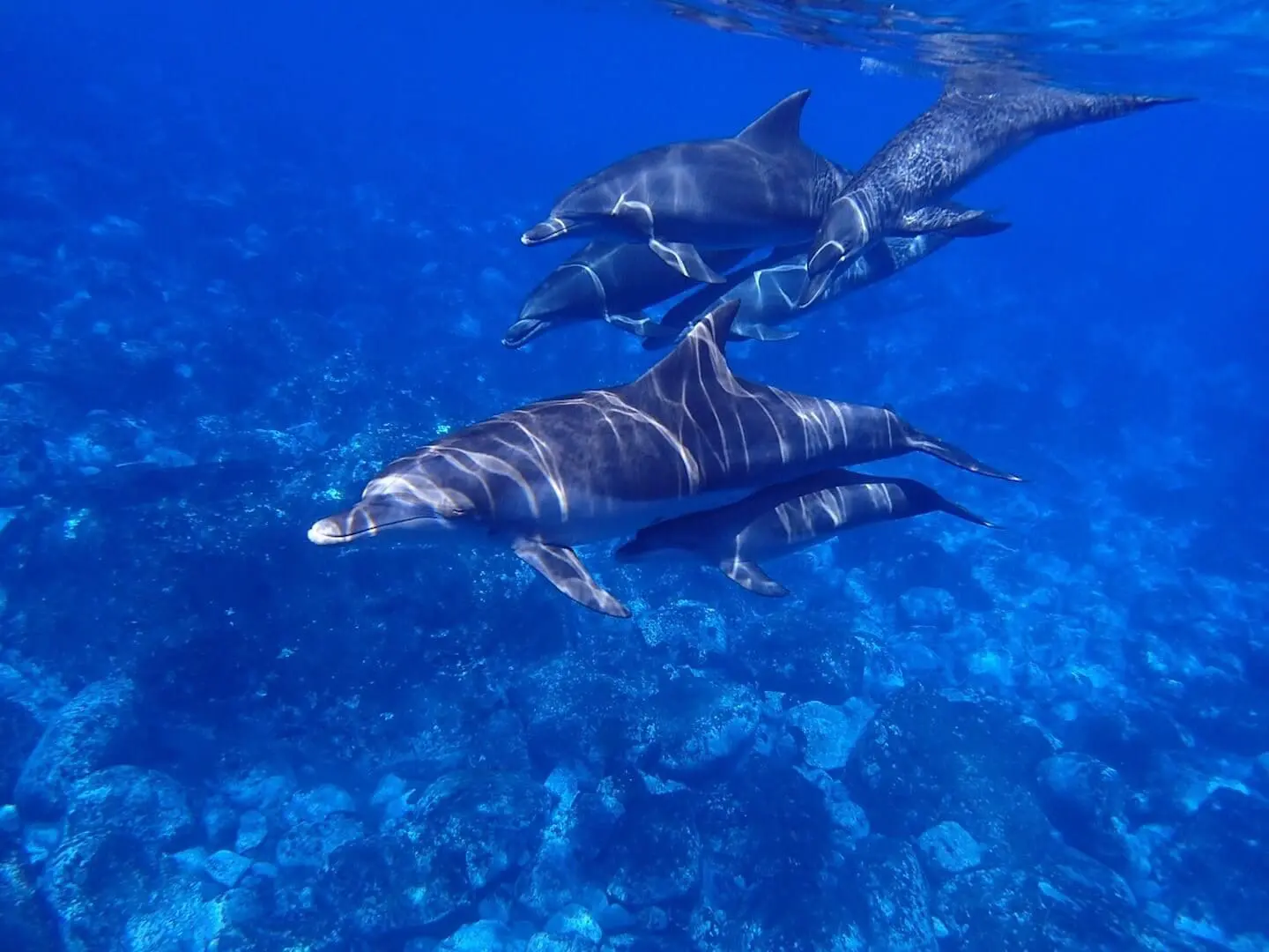 A group of dolphins swim underwater in the clear blue sea near Dubrovnik, showcasing the vibrant wildlife.