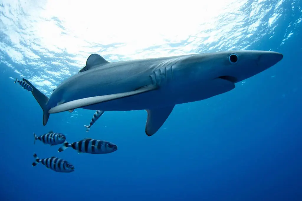 A shark swims underwater alongside four smaller striped fish, showcasing the vibrant wildlife against a blue ocean background near Dubrovnik.