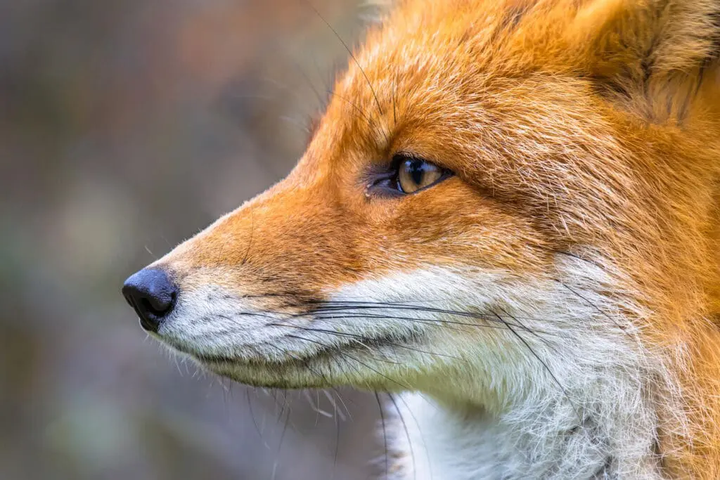 Close-up of a red fox's head in profile, showing its orange-red fur, pointed snout, and alert expression against a blurred natural background—a perfect snapshot of Dubrovnik's remarkable wildlife.