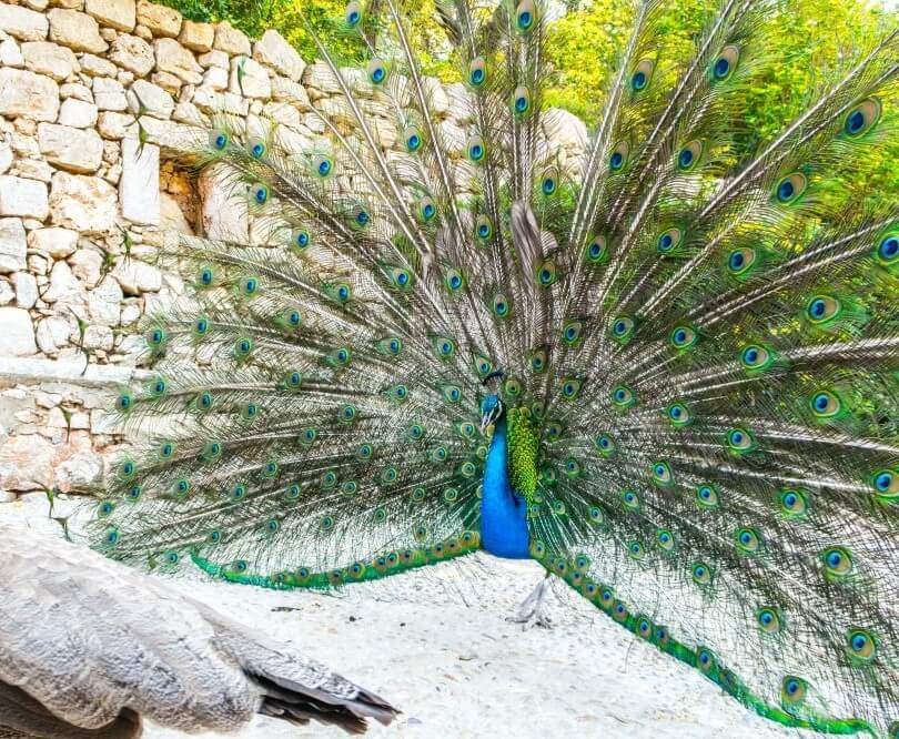 Lokrum island - peacock