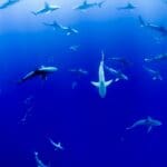 A shoal of blue sharks