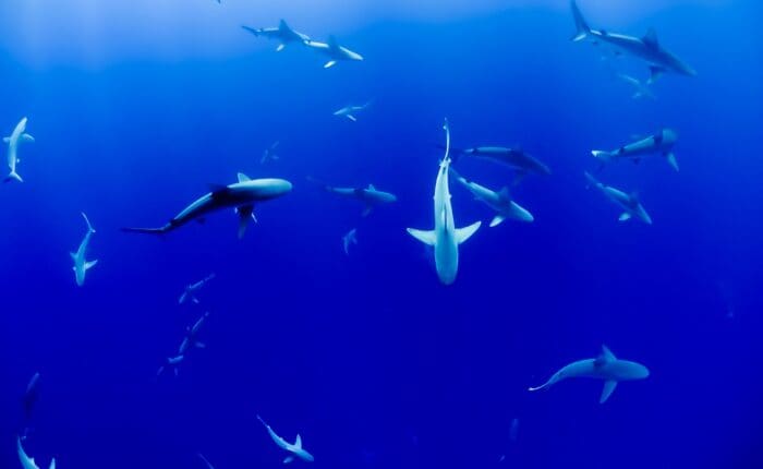 A shoal of blue sharks
