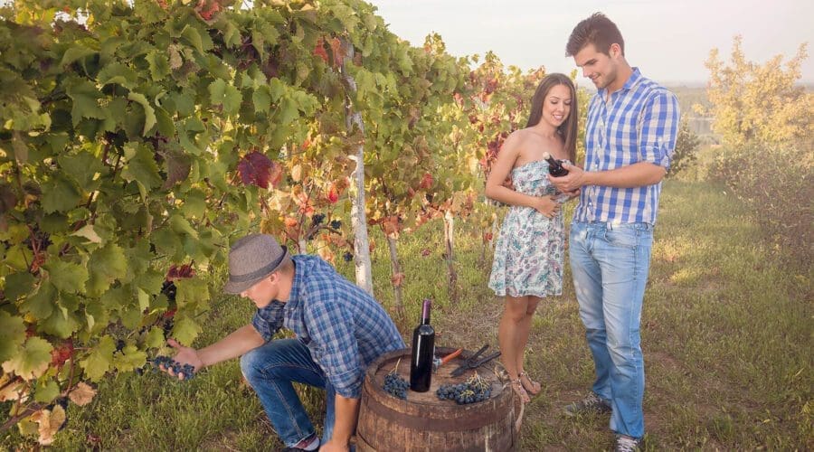 Three people at a vineyard: one crouching and picking grapes, and a couple examining bunches of grapes beside a barrel with wine bottles and tools, reminiscent of the charm you might find on Dubrovnik day trips.