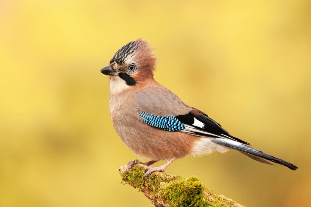 A small bird with pinkish-brown feathers, a black and white crest, and blue wing patches perched on a mossy branch, against a yellow blurred background, showcasing the vibrant wildlife that thrives in Dubrovnik.