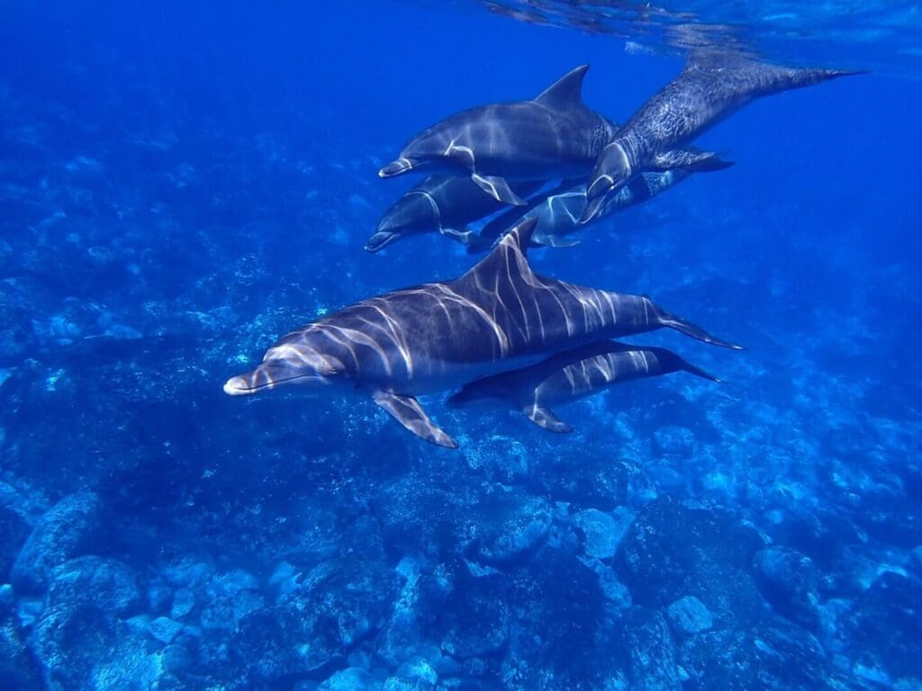 A group of dolphins swim underwater in the clear blue sea near Dubrovnik, showcasing the vibrant wildlife.