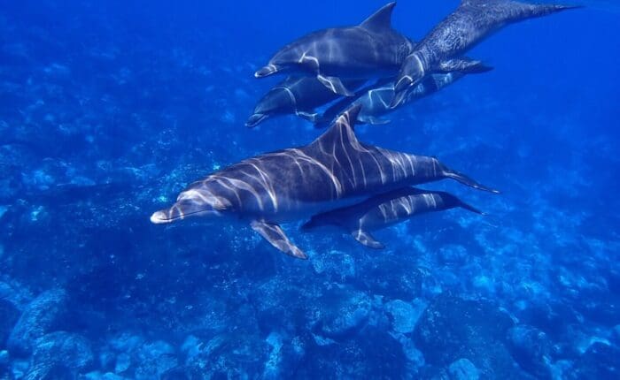 A group of dolphins swim underwater in the clear blue sea near Dubrovnik, showcasing the vibrant wildlife.