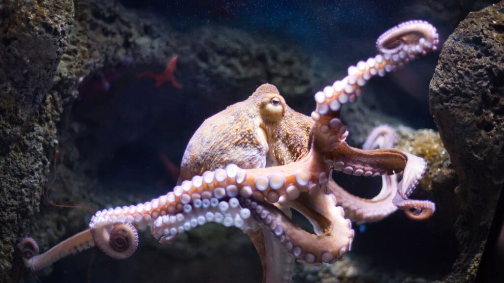 An octopus extends its arms while swimming near rocks underwater.