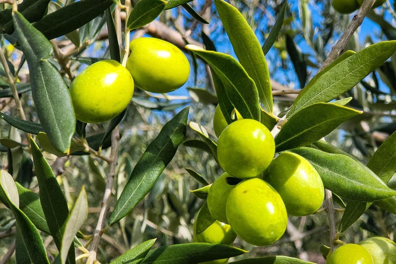 Close-up of green olives growing on tree branches with elongated leaves against a blurred background, capturing the natural beauty of Dubrovnik in June—perfect inspiration for your list of things to do in the region.